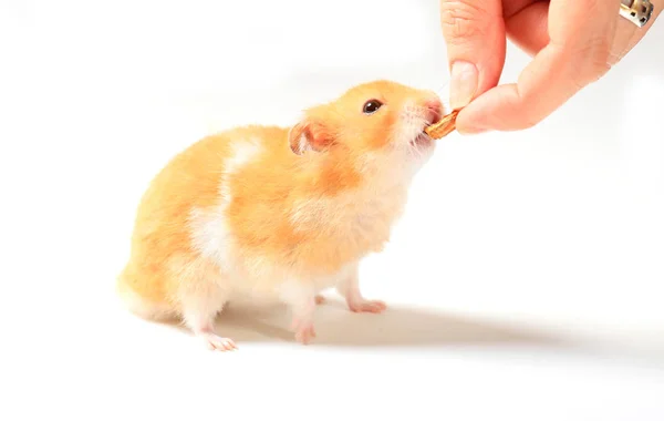 Hamster Main Avec Alimentation Sur Fond Blanc — Photo