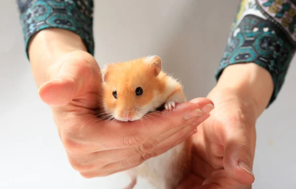 Närbild Hamster Händerna Kvinna — Stockfoto