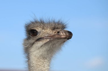 mavi bir gökyüzüne karşı devekuşu kafası