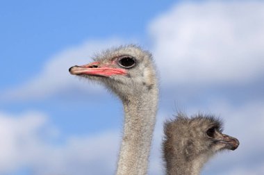Mavi gökyüzü ve beyaz bulutların arka planında iki devekuşu kafası