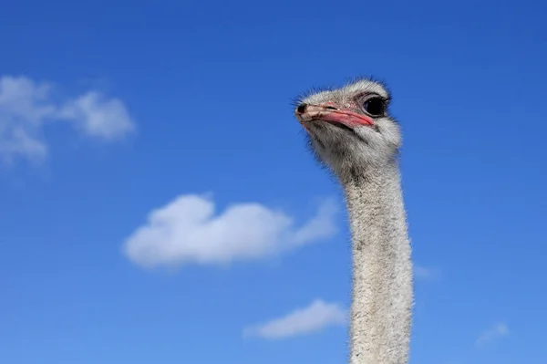 Cabeza Avestruz Contra Cielo Azul —  Fotos de Stock