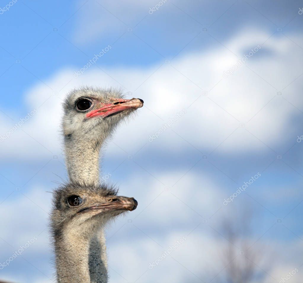 Two ostrich heads on a background of blue sky and white clouds