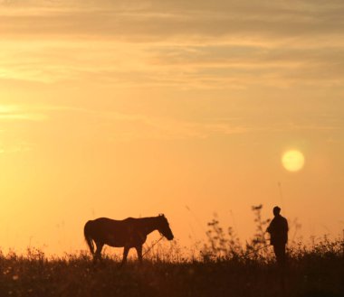 Adam altın saat gün doğumunda yaz tarlasında otlak at siluetyol açar
