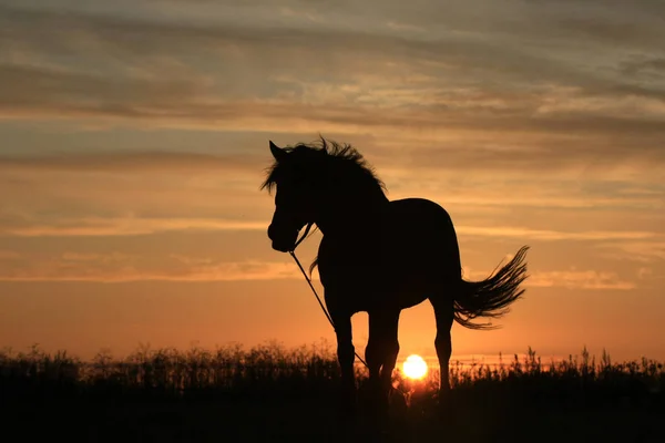 Φιγούρα Αλόγου Στο Θερινό Χωράφι Νωρίς Πρωί Την Αυγή — Φωτογραφία Αρχείου