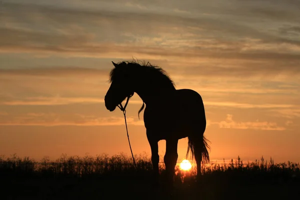 Horse Silhouette Summer Field Early Morning Sunrise — Stock Photo, Image