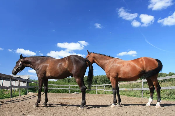 Cavalli Una Penna Campo Una Giornata Estiva Soleggiata — Foto Stock