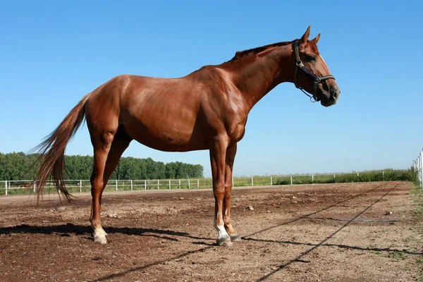 Krásný Hnědý Kůň Kotli Poli Slunného Letního Dne — Stock fotografie