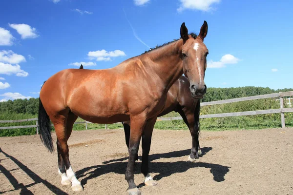 Caballos Corral Campo Soleado Día Verano Imágenes de stock libres de derechos