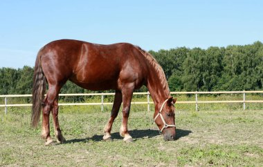 Kalemgüzel bir kahverengi at güneşli bir yaz gününde bir alanda otlatıyor