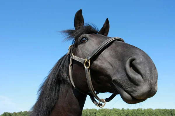 Портрет Черной Лошади Фоне Голубого Неба — стоковое фото