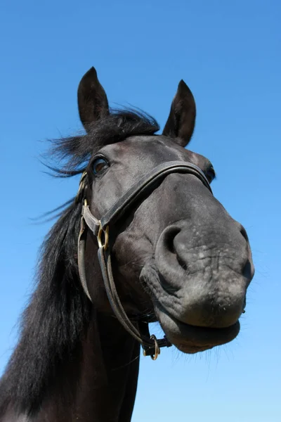 Hermoso Retrato Caballo Negro Contra Cielo Azul — Foto de Stock