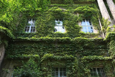Vajdahunyad Castle bir duvar ve pencereler yeşil yaprakları ile kaplı bir parçası Budapeşte, Macaristan