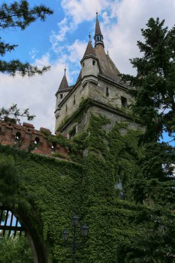 Duvarda güzel görünümü yeşil yaprakları ve bir kule Vajdahunyad Kalesi ile twined olduğunu