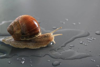 Marco suda gri arka plan üzerinde salyangoz yakın çekim