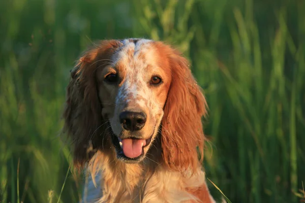 Jakt Hund Engelska Setter Porträtt Jakthund Naturen Bland Det Gröna — Stockfoto