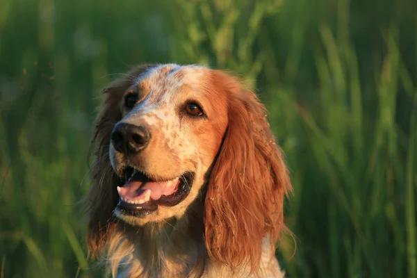 Hunting dog. English setter. Portrait of a hunting dog in nature among the green grass