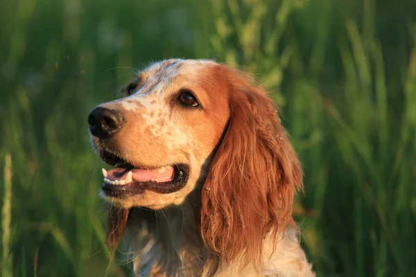 Hunting dog. English setter. Portrait of a hunting dog in nature among the grass