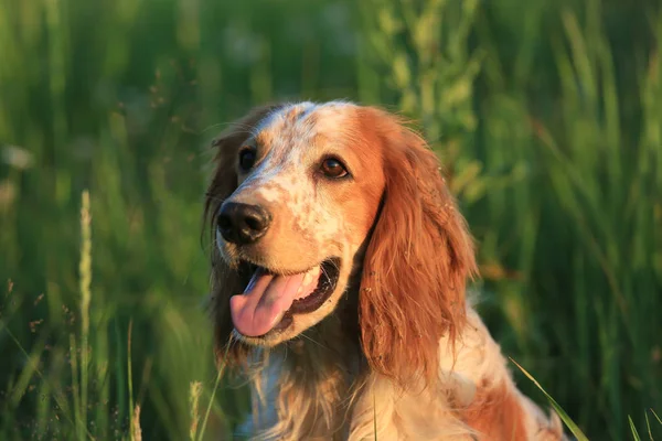 Jacht Hond Engelse Setter Portret Van Een Jacht Hond Natuur — Stockfoto