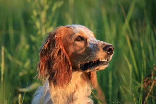 Κυνηγόσκυλο Εγγλέζικο Χειρογράφος Πορτρέτο Ενός Σκύλου Κυνηγιού Στη Φύση Ανάμεσα — Φωτογραφία Αρχείου