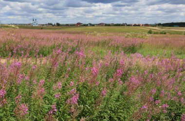 Mavi bir gökyüzü ve beyaz bulutlar ve Rusya'da bir köy yakınlarındaki bir kilise altında Ivan Çay veya Kipreya çiçekleri ile güzel alan