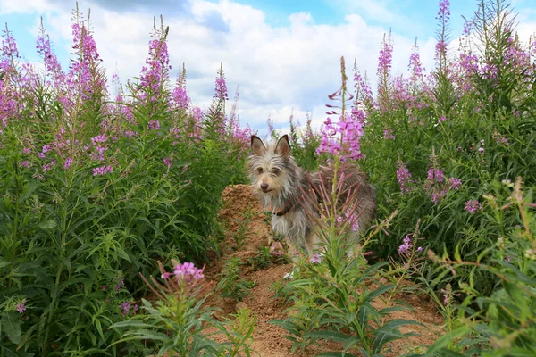 Cute fluffy dog in beautiful field with flowers of Ivan Tea or Kipreya under a blue sky and white clouds
