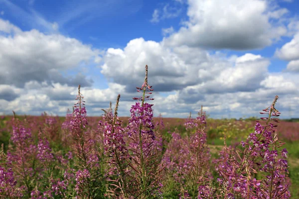 Piękne Pole Kwiatami Ivan Tea Lub Kipreya Pod Błękitne Niebo — Zdjęcie stockowe