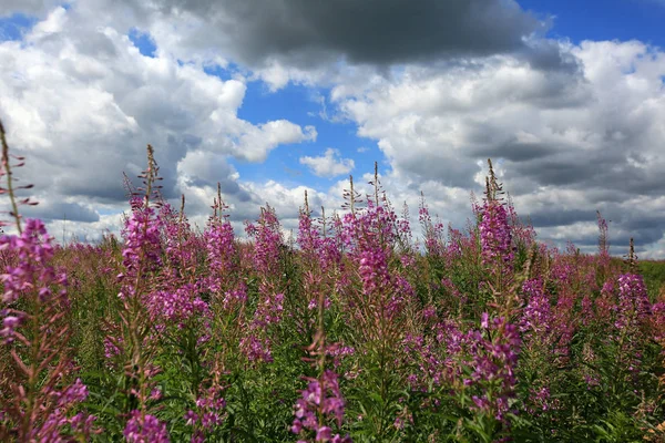 Piękne Pole Kwiatami Ivan Tea Lub Kipreya Pod Błękitne Niebo — Zdjęcie stockowe