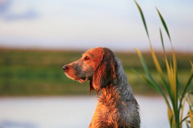Göl kenarında akşam ışık avcılık bir Rus avcılık spaniel cins köpek güzel portre