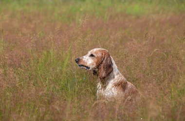 Alanında bir köpek ırkı Rus av spaniel güzel portre