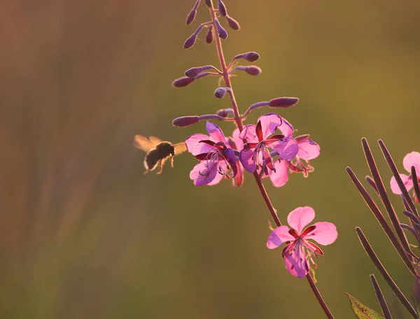 Trochę Pszczoła Leci Złotym Zachodzie Słońca Kwiatów Ivan Herbata — Zdjęcie stockowe