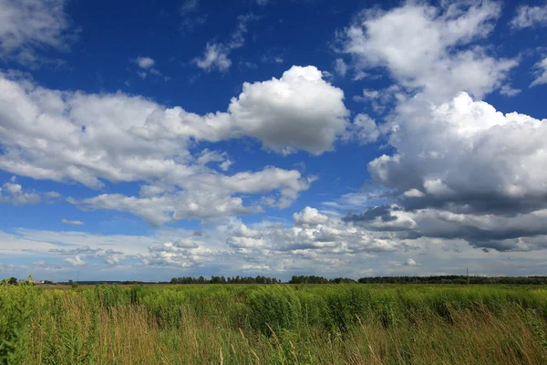 Güneşli bir yaz gününde bir alanda mavi gökyüzünde güzel beyaz bulutlar ve yeşil bitkiler