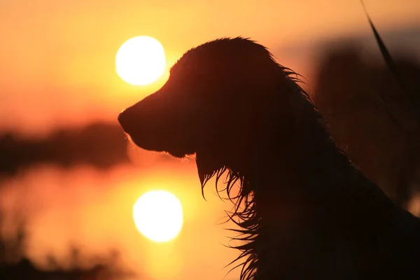 Silhuett Hund Mot Himlen Och Solen Vid Solnedgången Vid Sjön — Stockfoto
