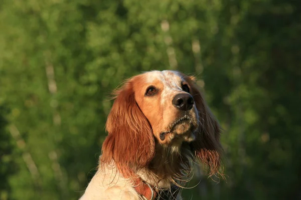 森の中で犬の品種ロシアの狩猟スパニエルの肖像画 — ストック写真