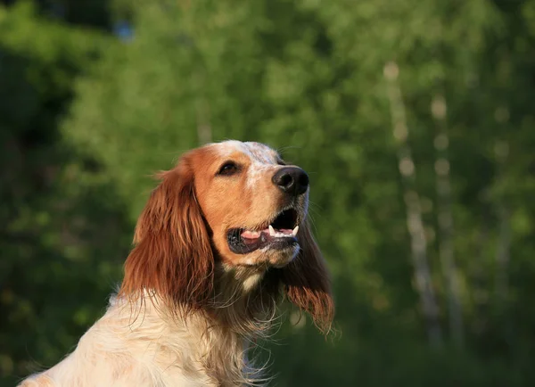 Portret Psa Rasy Rosyjski Spaniel Polowania Lesie — Zdjęcie stockowe