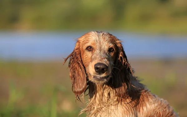 Hund Rasen Ryska Jakt Spaniel Utomhus Porträtt — Stockfoto