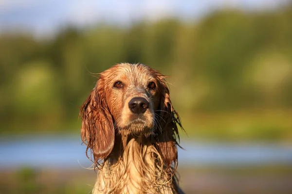 Σκύλος Φυλή Ρωσική Κυνήγι Σπάνι Ύπαιθρο Πορτρέτο — Φωτογραφία Αρχείου