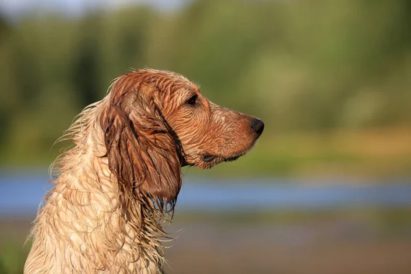 Hondenras Russische Jacht Spaniel Buitenshuis Portret — Stockfoto
