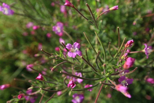Piękne Naturalne Tło Dzikich Różowych Kwiatów Zielonej Trawy — Zdjęcie stockowe