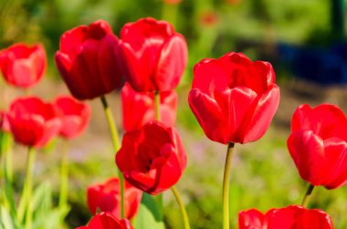 Parlak taze kırmızı lale çiçek yatağı üzerinde büyür. Güneşli hava erken bahar, kırmızı lale çiçek. Arka plan için tebrik kartı