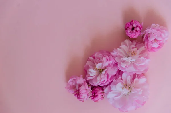 精致的粉红色背景与春天粉红色蓬松的花朵 美丽的贺卡背景 — 图库照片