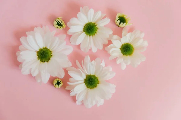 Beautiful Gentle Pink Background White Daisies Simple Laconic Background Greeting — Stock Photo, Image