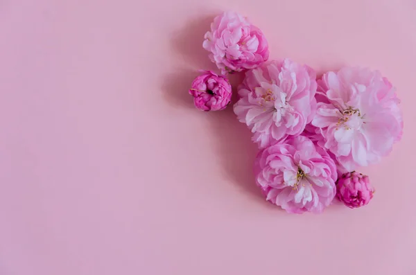 Delicado Fondo Rosa Con Flores Esponjosas Color Rosa Primavera Sakura — Foto de Stock