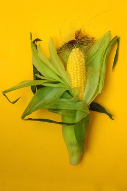 Mısır giysileri sarı bir arka plan üzerinde tüm Başkanı. Yarım soyulmuş Mısır koçanı.