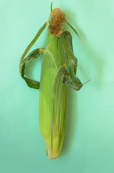 whole head of corn in clothes on a green background. Uncured corn cob.