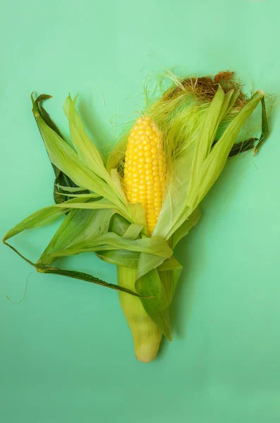 whole head of corn in clothes on a green background. Half the peeled corn cobs.