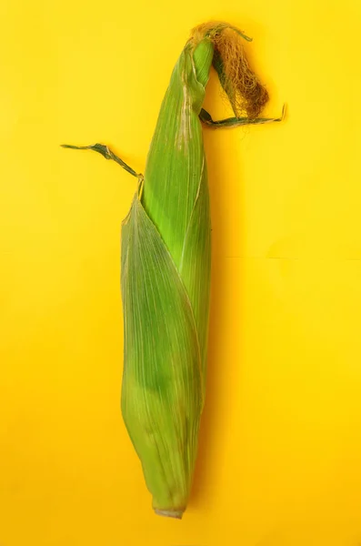 服に黄色の背景でトウモロコシ全体の頭 未硬化のトウモロコシの穂軸 — ストック写真