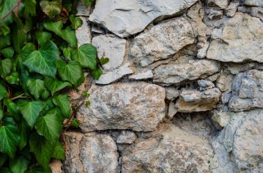 beyaz taş eski duvar sarmaşık ile ikiz