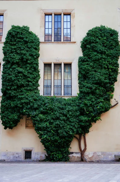 Ivy shrub window — Stock Photo, Image