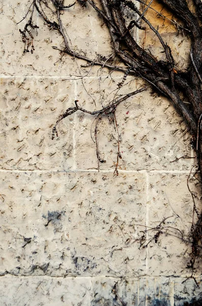 Alte Mauer aus weißem Stein und geflochten mit getrockneter Liane (trockene Pflanze)) — Stockfoto