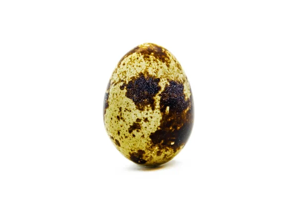 One quail egg in a brown speck — Stock Photo, Image